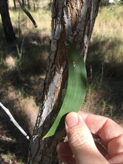 Acacia crassa