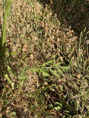 Daucus carota