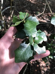 Alchornea ilicifolia