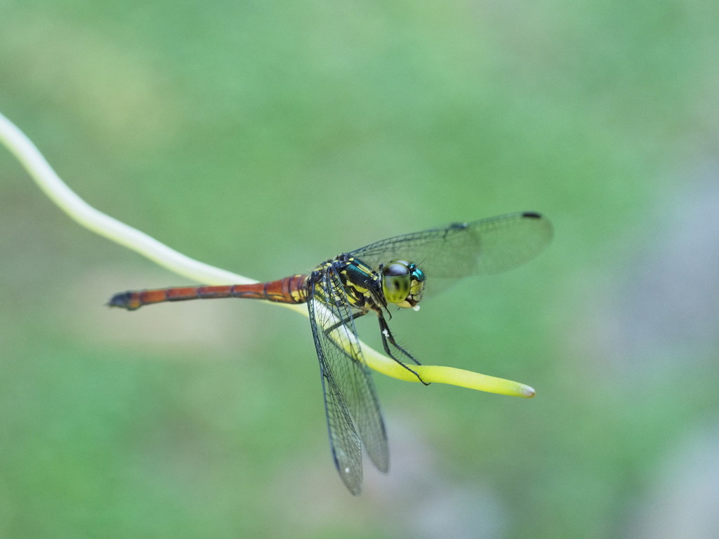 Agrionoptera cardinalis in June 2021 by Heather Ketebengang · iNaturalist