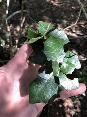 Alchornea ilicifolia