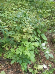 Rubus idaeus