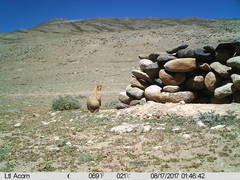 Marmota himalayana
