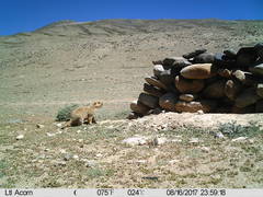 Marmota himalayana