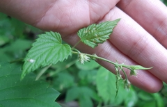 Humulus lupulus
