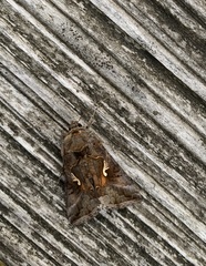 Autographa gamma