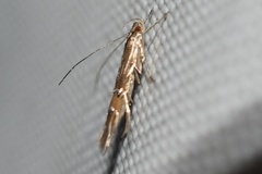 Cosmopterix scirpicola