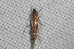 Cosmopterix scirpicola