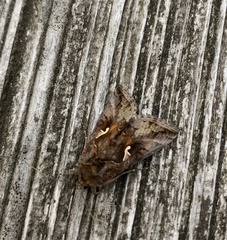Autographa gamma