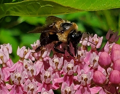 Bombus griseocollis