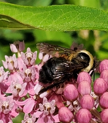 Bombus griseocollis
