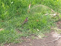 Junco phaeonotus