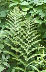 Athyrium filix-femina