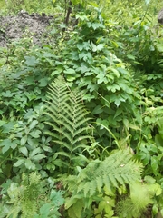 Athyrium filix-femina