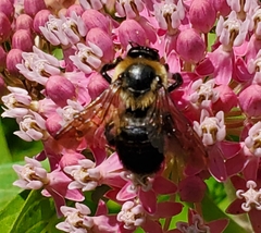 Bombus griseocollis