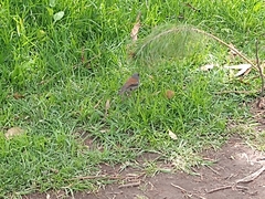 Junco phaeonotus