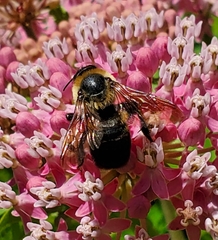 Bombus griseocollis