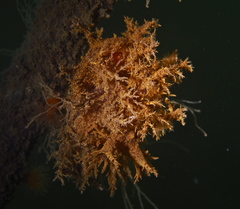 Dendronotus europaeus
