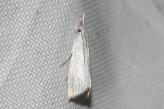 Haimbachia squamulellus