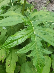 Cirsium oleraceum