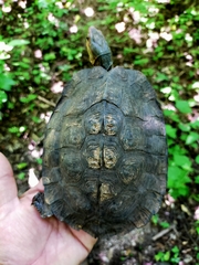 Rhinoclemmys pulcherrima rogerbarbouri