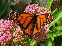 Danaus plexippus