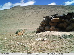 Marmota himalayana