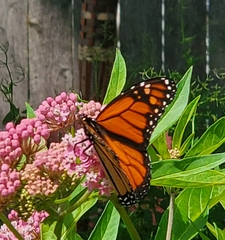 Danaus plexippus