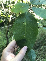 Mallotus claoxyloides