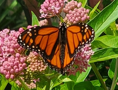 Danaus plexippus