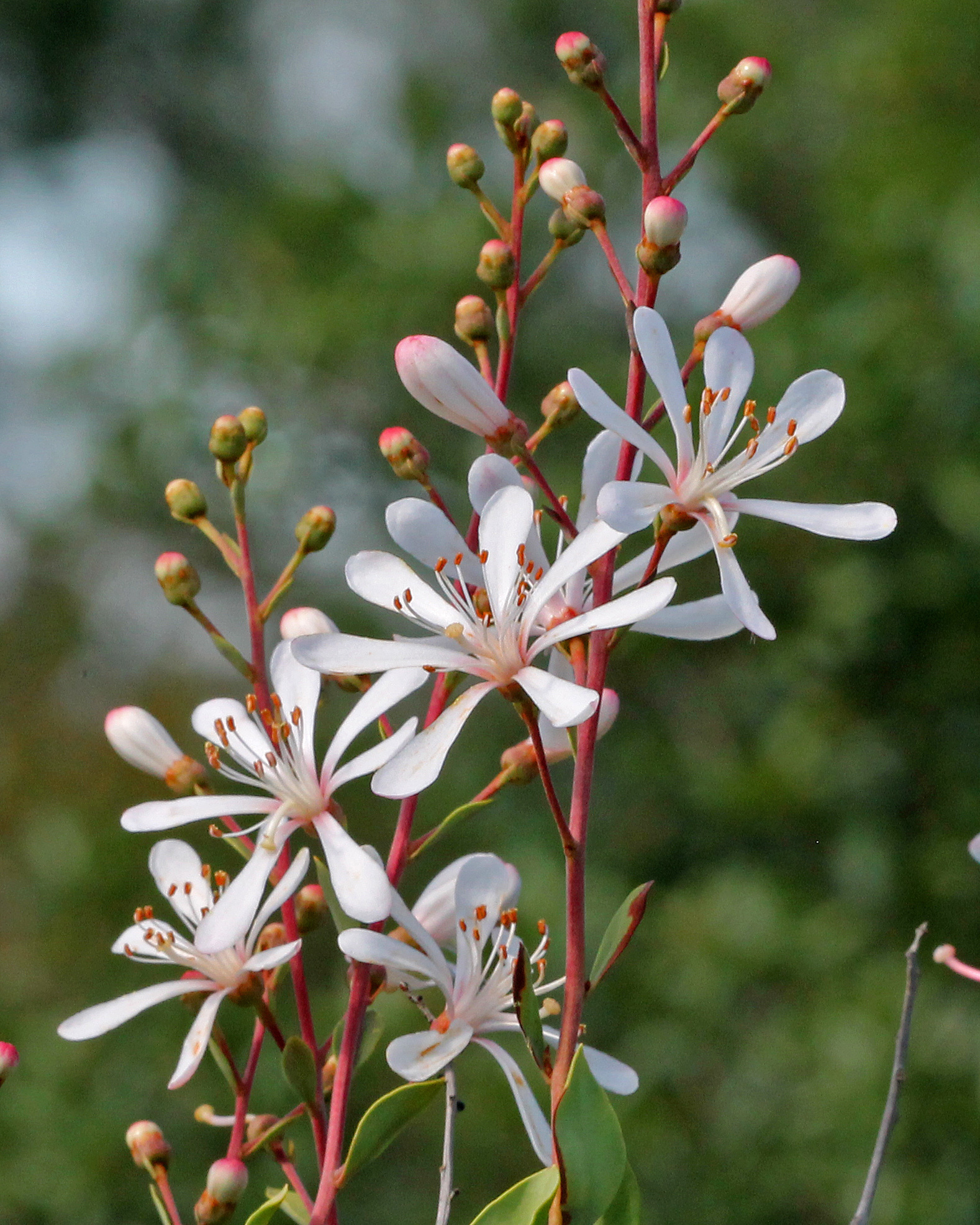 Bejaria racemosa