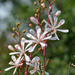 Bejaria racemosa - Photo (c) Mary Keim, algunos derechos reservados (CC BY-NC-SA)