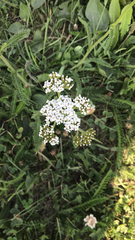 Achillea millefolium