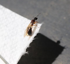 Camponotus clarithorax