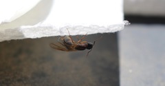 Camponotus clarithorax