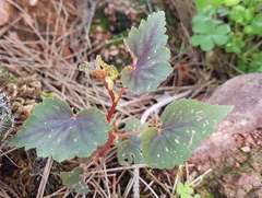 Begonia gracilis