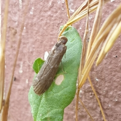 Cryptoblabes bistriga