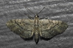 Eupithecia palpata