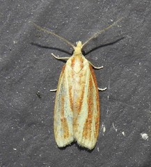 Sparganothis tristriata