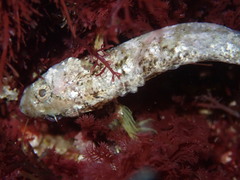 Paraclinus integripinnis