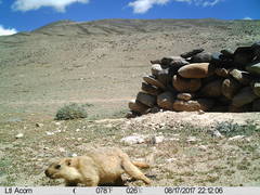 Marmota himalayana