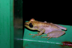 Guibemantis