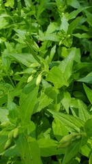 Epilobium luteum