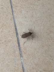 Paradasynus spinosus