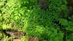 Epilobium luteum