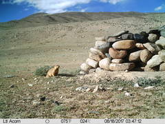 Marmota himalayana