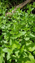 Epilobium luteum