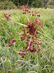 Scirpus georgianus