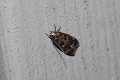 Martyringa latipennis