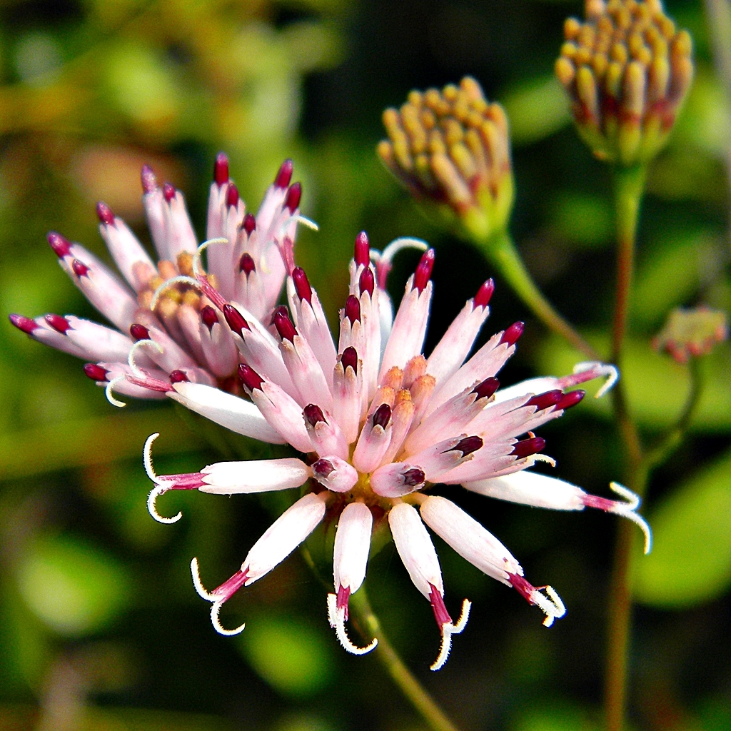 Palafoxia feayi